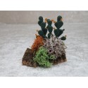 Kaktusfeigen mit Busch 7 cm