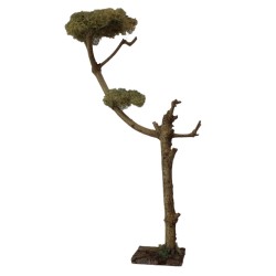 Ölbaum, Olivenbaum  48 cm