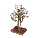 Ölbaum, verknorpelt 18 cm groß