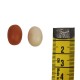 6 Eier 0,3 cm groß