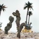 Kaktus fein groß 10 bis 12cm