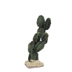 Kaktus fein mittel 8,5 bis 10cm
