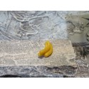Bund Bananen 2 cm